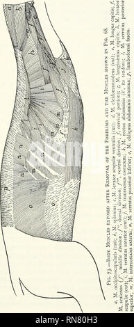 . Anatomie du chat. Les chats ; les mammifères. Les muscles de l'organisme. 149. Veuillez noter que ces images sont extraites de la page numérisée des images qui peuvent avoir été retouchées numériquement pour plus de lisibilité - coloration et l'aspect de ces illustrations ne peut pas parfaitement ressembler à l'œuvre originale.. Reighard, Jacob Ellsworth, 1861-1942 ; Jennings, H. S. (Herbert Spencer), 1868-1947. [Austin, TX] : BookLab, Inc. Banque D'Images