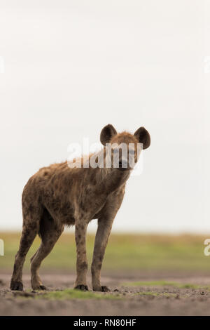 L'hyène tachetée regardant la caméra, Liuwa Plains National Park, Zambie Banque D'Images