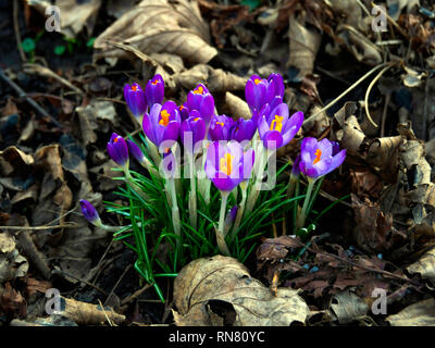 La floraison précoce printemps crocus fleurir en février dans le Yorkshire du Nord Banque D'Images