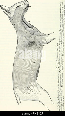 . Anatomie du chat. Les chats ; les mammifères. 94 LES MUSCLES.. Veuillez noter que ces images sont extraites de la page numérisée des images qui peuvent avoir été retouchées numériquement pour plus de lisibilité - coloration et l'aspect de ces illustrations ne peut pas parfaitement ressembler à l'œuvre originale.. Reighard, Jacob Ellsworth, 1861-1942 ; Jennings, H. S. (Herbert Spencer), 1868-1947. [Austin, TX] : BookLab, Inc. Banque D'Images