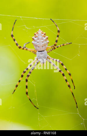 Dans l'Araignée Argiope lobata Paklenica Croatie avec un fond vert Banque D'Images