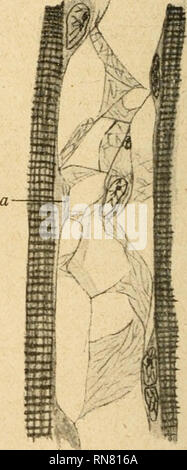 . Anatomischer Anzeiger. L'anatomie, l'Anatomie Comparée ;, comparatif. Abb. 6. Abb. 7. Pour graziles bildend ein äußerst Netzwerk, wie dies Hansen (10, S.433, S. 12 und 735) und E. Müller (19) bereits früher beim Studium der Entwicklung der kollagenen Substanzen beobachtet haben. Dieses feine Netzwerk hängt eng mit der Membran zusammen, welche die äußerste Muskelfäden Abgrenzung der bildet, unter Anwendung von Hansen Säurefiichsin-Pikrinsäure-Verfahren nimmt nun auch diese Membran die für das Kollagen charakteristische Färbung un. Dieses weist darauf, dass bin an der Stelle des primären Sarkoleram Banque D'Images