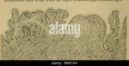 . Anatomischer Anzeiger. L'anatomie, l'Anatomie Comparée ;, comparatif. 78 dehnung, weniger an der Oberfläche als besonders der Schleimhaut grubenförmigen Einsenkungen dans den. Hier sitzt. Becherzelle Becherzelle oft neben Doch und findet sich noch ein Unterschied zwischen beiden Organen, im rotimdus Becherzellen saccule nämlich kommen auch in der Wand der drüsenförmigen Einsenkungen engen. " ?7 - -*. Fig. 6. Querschnitt durch die Tonsilla iliocaecalis desselben Kaninchens. vor, dagegen fehlen sie hier beim Processus vermiformis. Ganz anders liegt die Sache für die Tonsille des Cecums ; schon dans d Banque D'Images