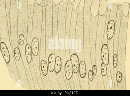 . Anatomischer Anzeiger. L'anatomie, l'Anatomie Comparée ;, comparatif. 78 n'H Auch im duodénum weiter und bildet die im Dünndarm Schleimhaut nur wellenförmig verlaufende bei Ablepharus Falten, Zotten kommen nicht vor. Bei Anguis kann man einige Erhebungen Dünn est im- darm als Zotten ansprechen. Bereits Meckel (1817) und Buerger (1819) beschreiben Zotten bei Anguis (zit. nach Oppel 11). Das Epi- einschichtiges Cylinderepithel thel est un Schlußleisten Stäbchen mit, Becherzellen- und saum. LiEBERKÜHN'sche Drüsen fehlen. Darm- das epithel ist voll von von Ablepharus auf verschiedenen Entwickel Banque D'Images
