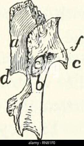 . Anatomie du chat. Les chats ; les mammifères. Le crâne. 45 prcsplienoid, et chaque semestre il est produit près de la ligne du milieu bas^ dans une colonne triangulaire qui se trouve de l'vcntrad presphenoid le corps de la. La partie horizontale de l'os permet de séparer l'appareil olfactif et respiratoires de la chambre, alors que sa portion verticale contribue à la formation du septum nasal. La marge ventrale formée par la jonction des deux moitiés de l'os est lisse et exempte de bas, mais à son extrémité crâniale est large et rugueux pour articulation avec le processus palatin de l'maxilLx. Palatin Banque D'Images