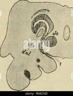 . Anatomischer Anzeiger. L'anatomie, l'Anatomie Comparée ;, comparatif. Fig . Fig. 19. Fig. 20.. Veuillez noter que ces images sont extraites de la page numérisée des images qui peuvent avoir été retouchées numériquement pour plus de lisibilité - coloration et l'aspect de ces illustrations ne peut pas parfaitement ressembler à l'œuvre originale.. Anatomische Gesellschaft. Jena : G. Fischer Banque D'Images