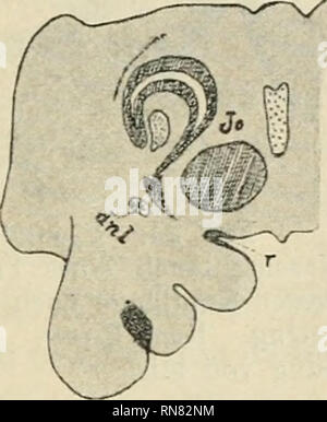 . Anatomischer Anzeiger. L'anatomie, l'Anatomie Comparée ;, comparatif. Fig . Fig. 19. Fig. 20.. Veuillez noter que ces images sont extraites de la page numérisée des images qui peuvent avoir été retouchées numériquement pour plus de lisibilité - coloration et l'aspect de ces illustrations ne peut pas parfaitement ressembler à l'œuvre originale.. Anatomische Gesellschaft. Jena : G. Fischer Banque D'Images