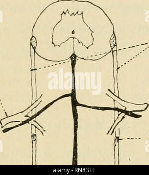 . Anatomischer Anzeiger. L'anatomie, l'Anatomie Comparée ;, comparatif. Ventrahvurzel 419 A. medullaris -. A. radicalis ventralis   -. ; Seitenband ..•'' (Lig. longitudinale) laterale Zwischenzone Intersegmenta ( =- ler la Section des Seitenbandes) und es bei der Arachnoides der Fall ist. Mau Betrachtet jezt das von der pie-mère umhüllte Rückenmarkstück größerung unter schwacher Ver-, donc findet man leicht, die an den Seitenränderu ventralen senneur Fläche beiderseits ein schmaler Bandstreifen ihm dicht un- liegend verläuft (Fig. 1). Bande unterscheidet sich das Licht auffallendem als ein stark l Banque D'Images