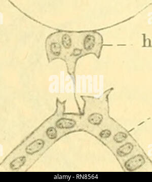 . Anatomischer Anzeiger. L'anatomie, l'Anatomie Comparée ;, comparatif. 419 En face de cette section les cellules hypochordal progressivement diminuer en taille, ou plutôt, de diamètre, vers la région du tronc antérieur. Ici certaines cellules dégénérescentes sont, et ils ont certainement diminué depuis pour- tion. Les cellules de l'activité de la région sont encore plus grands et en bonne santé, sauf qu'ils sont vacuolisés à certains endroits (Fig. 12). Et maintenant, avec les conditions de cet embryon de base, nous pouvons tourner notre attention vers la question de Stöhr les ponts et à celui de la partie "tête". Avant la région branchiale Banque D'Images