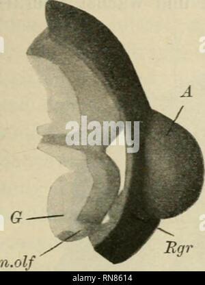 . Anatomischer Anzeiger. L'anatomie, l'Anatomie Comparée ;, comparatif. 419 Auf den frühen Stadien stehen Die Falten senkrecht, auf späteren Stadien dagegen (25 cm) sind die dem vorderen Falten dans medialwärts les organes des pièces détachées, dans lateralwärts abgelenkt hinteren dem. Dies Verhalten hängt offenbar mit der Richtung des Wasserstroms zu- sammen. Der Teil des organes, welcher mit indifferentem Epithel bedeckt ist (d. i. der dorsale Teil), sich inzwischen verlängert nach hinten in. Fig. 15.. Veuillez noter que ces images sont extraites de la page numérisée des images qui peuvent avoir été retouchées numériquement pour rea Banque D'Images