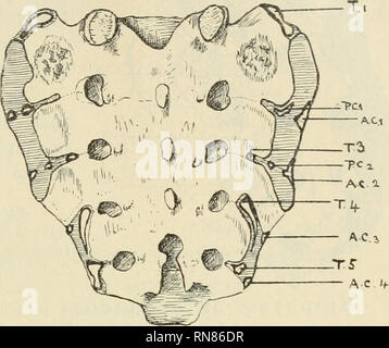 . Anatomischer Anzeiger. L'anatomie, l'Anatomie Comparée ;, comparatif. 419. l'apophyse transverse de la deuxième vertèbre, mais un petit apparaît sur celui de la 3e vertèbre d'{T. 5, Fig. 5), tandis qu'à l'apophyse transverse des quatrième et cinquième vertèbres grand epiphyses de forme particulière apparaissent (T. 4, 5 T., fig. 5). Dans l'échantillon sur lequel la figure 5 a été tiré toutes ces centres pourraient être considérées comme représenté sur le côté droit, alors que sur le côté gauche est- ce qu'une ossification plus avancée. Fig. 5. Le sacrum de derrière. Sur le côté rtght toutes les composantes de la facette auriculaire et le t Banque D'Images