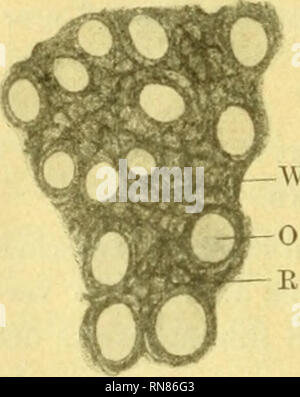 . Anatomischer Anzeiger. L'anatomie, l'Anatomie Comparée ;, comparatif. 270 gebenden Dentinfibrillen wirklichen sichtbar werden. Vorstadium meurt des Dentins Prädentin - das - Karat augenscheinlich von außen nach innen und nicht umgekehrt, wie c. Koeff den von ihm entdeckten Fasern behauptet zulieb. Unterhalb des Wabeuwerkes erst findet man die wirklichen c. KoRFFschen Fortsätze Fasern, die als des Waben- werkes zwischen den Pulpazellen zweigniederlassungen tiefer gelegenen verlieren, c. Korff hat offenbar die von Tangentialschnitte abgebildeten mir dieses kritischen stades nicht genauer fois vu, geschweig Banque D'Images