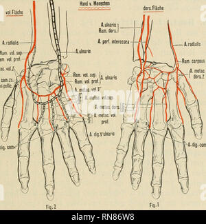 . Anatomischer Anzeiger. L'anatomie, l'Anatomie Comparée ;, comparatif. Metacarpea 433 A. V volaris, die an der Seite des ulnaren Metacarpales abläuft- und am 5. Metacarpo-Phalangealgelenk zur A. digiti V ulnaris wird sie geht die ; l'oft auch aus dem Arcus volaris prof. ab. Die Aa. metacarpeae vol. superfic. vereinigen (sich in der Regel wenigstens oder sehr oft) nahe den Metacarpo-Phalangealgelenken mit den entsprechenden Aa. metacarpeae volares profundae und den Aa. meta- carpeae dorsales, wodurch die Aa. digitales communes II, III, IV ent- stehen (s. oben). Der Arcus volaris profundu Banque D'Images