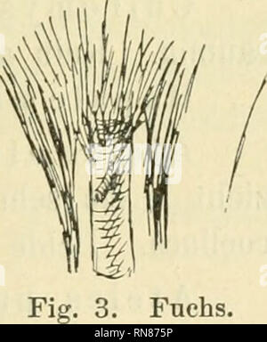 . Anatomischer Anzeiger. L'anatomie, l'Anatomie Comparée ;, comparatif. 67 die beiden Knochen in der Mittellinie unterhalb der aorte zu einem Halbringe zusammengeflossen". Meckel bringt die Knochen mit der Fähigkeit des Igels, zusammenzurollen zweigniederlassungen, dans Verbindung. Es erscheint die, die est diese Knochen als Verstärker des Arcus tendineus dienen, durch- aus ausland errichten. Dans den zwei, saurait wo die Knochen zu einem Halb- ringe vereinigt waren, ist dies besonders erklärlich. Herr Prof. Tandler teilte mit mir, er vor Jahren habe dieselbe Beobachtung Meckel, konnte wie gemacht l Banque D'Images