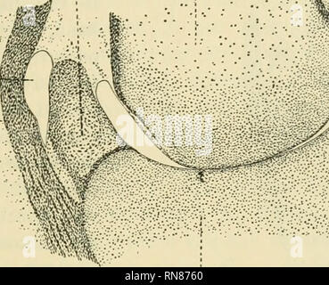 . Anatomischer Anzeiger. L'anatomie, l'Anatomie Comparée ;, comparatif. 533 Ainsi, l'approche de la formation du cartilage est indiqué. Les cellules autour de la région sont disposés de manière concentrique, et la zone elle-même est définie à partir de l'perichondrium de la troisième phalange. Un embryon de 93 mm de longueur ne montre qu'une légère avance sur l'état de l'embryon de 88 mm. La formation du cartilage dans l'ébauche de l'sésamoïdes est légèrement plus évident (Fig. 4, s), et il y a une petite quantité de dépôt osseux sous l'perichondrium vers le milieu de la deuxième phalange. b.- f.t.-. Veuillez noter que ces droit Banque D'Images