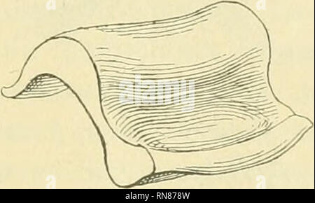 . Anatomischer Anzeiger. L'anatomie, l'Anatomie Comparée ;, comparatif. 419 • kuorpelartige Teil nur bis an den Kopf, heranreicht hüllung- um die völlige des Kopfes dem bindegewebigen Bestandteil weichen aber über- läßt (Fig. 2 b). A nun den eigentlichen anlangt ménisque, donc muss man ihn sich, um seine Dickenverhältnisse zutreffend zu bürgschaften, als einen. trapezförmigen Körper vorstellen, der beiden Längsseiten wulstig un seinen verdickt, ist während eine mittlere schmale diese beiden Zone sehr verdünnt Wülste voneinander trennt. Die Ober- Hache des ménisque ist nicht eben gestaltet, sonder Banque D'Images