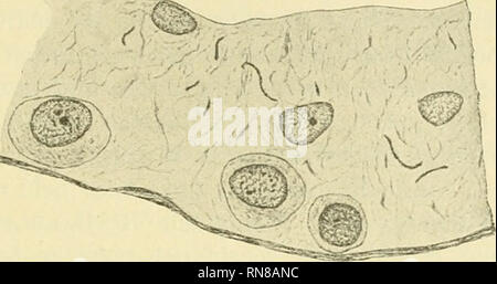 . Anatomischer Anzeiger. L'anatomie, l'Anatomie Comparée ;, comparatif. Fig. 15.. Fig. 13.. Veuillez noter que ces images sont extraites de la page numérisée des images qui peuvent avoir été retouchées numériquement pour plus de lisibilité - coloration et l'aspect de ces illustrations ne peut pas parfaitement ressembler à l'œuvre originale.. Anatomische Gesellschaft. Jena : G. Fischer Banque D'Images