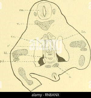 . Anatomischer Anzeiger. L'anatomie, l'Anatomie Comparée ;, comparatif. 231 Un jedem dieser beiden Recessus kann man eine und mediale baguette laterale unterscheiden. Der Urnierenquerschnitt (ONU) liegt an der medialen Wand eines jeden Recessus. Linkerseits kaudale Nierenpol ist noch der (n.) sichtbar. An derselben Seite ist die plica dans guinalis durchschnitten- zweimal, einmal an der Stelle, wo er Ge dem schlechtsstrange- anhaftet (g.), Das zweite mal an der Insertion dans der vorderen Bauchdecke (p'.i'.). Die Artt. umbilicales sind gerade dans Verlaufes bogenförmigen dem Teil votre durchschnitten Banque D'Images