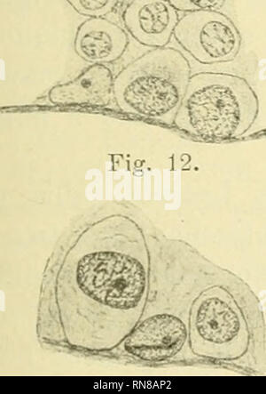 . Anatomischer Anzeiger. L'anatomie, l'Anatomie Comparée ;, comparatif. Fig. 15.. Veuillez noter que ces images sont extraites de la page numérisée des images qui peuvent avoir été retouchées numériquement pour plus de lisibilité - coloration et l'aspect de ces illustrations ne peut pas parfaitement ressembler à l'œuvre originale.. Anatomische Gesellschaft. Jena : G. Fischer Banque D'Images