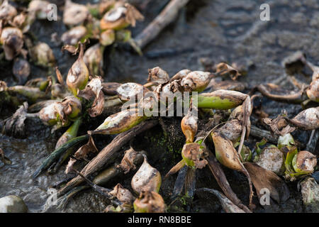 Morts de la jacinthe reste commun, dans le camalote, rivière Guadiana sur son chemin à travers Medellin Banque D'Images