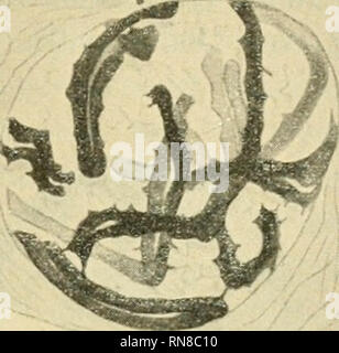 . Anatomischer Anzeiger. L'anatomie, l'Anatomie Comparée ;, comparatif. Fig. 18.. Fig. 19.. Veuillez noter que ces images sont extraites de la page numérisée des images qui peuvent avoir été retouchées numériquement pour plus de lisibilité - coloration et l'aspect de ces illustrations ne peut pas parfaitement ressembler à l'œuvre originale.. Anatomische Gesellschaft. Jena : G. Fischer Banque D'Images