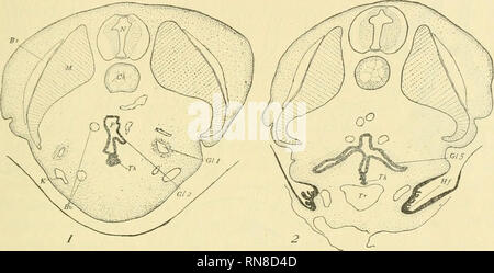 . Anatomischer Anzeiger. L'anatomie, l'Anatomie Comparée ;, comparatif. 93^ article de cet embryon juste en arrière de la première poche branchiale, Gl. Dans la figure 1 étant la dernière partie de cette gill à apparaître dans les sections. D'un côté du pharynx est vu l'outpushing du deuxième tube gill, Gl. 2. À partir de la parole du pharynx le anläge la thyroïde se développe vers le bas comme une masse de cellules ventrales. Fig. 2 montre une section de la même l'embryon à la région de la cinquième gill, Gl. 5. Le pli de la tête ne s'est pas terminée si loin et l'embryon est jointe. ventralement Ici est également montré la masse cellulaire être Banque D'Images