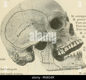 . Anatomischer Anzeiger. L'anatomie, l'Anatomie Comparée ;, comparatif. 65 Seit mehr als zwei Jahren wende ich in unserem Institut zur Darstellung der Umrisse der Muskelansätze eine einfache und zuver- lässige Methode un, welche ich im letzten Panhellenischeu mitteilte Kongresse i) Kurz und pyrograph ische Methode nannte. Dieselbe darin, dass ich il mittelst Thermokauters des anneaux um den Knochen den Muskelansatz einbrenne Verkohlung, wobei durch die der Knochen- substanz eine schwarze Linie karat, Macerieren Knochens die das des übersteht und nach dem Austrocknen desselben deutlich zu erk Banque D'Images