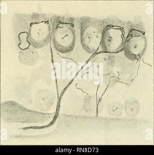 . Anatomischer Anzeiger. L'anatomie, l'Anatomie Comparée ;, comparatif. 565 Fixirungsmitteln Silberlösung von anderen zur, z. B. Osmiumsäure, die Reaktion stände nicht zu kommen. Die die parallelen Verlauf, Neurofibrillen besonders homme dort verfolgen kann, wo der Achsencylinder beim Eintritt in die basalen des Epithels Markscheide-Zellen verliert seine, treten nach der bekannten Plexusbildung Haarzellenbasis Unter dem Niveau der zwischen die Sinneszellen und dringen seitlich dans dieselben ein (Fig. 3). Im Innern der Zelle bilden Sie ein aus mehr weniger unregelmäßigen Maschen zusammengeset Banque D'Images
