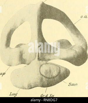 . Anatomischer Anzeiger. L'anatomie, l'Anatomie Comparée ;, comparatif. 93 Der stark entwickelte Sac- culus dem liegt in der beiden im Utriculus Macula neglecta und des Caiialis endolymphaticus feinen dicht ; un Es gibt hier zwischen der Pars superior Sea und kein Canalis reuniens inférieure, sondern nur die Feinheit der zwischen- liegenden Scheidewand weist auf dessen ehemaliges Da- sein hin. Fig. 2. Modell Dasselbe ; die innere Seite des Labvrinths. OftOC. Gr.dSff. Veuillez noter que ces images sont extraites de la page numérisée des images qui peuvent avoir été retouchées numériquement pour plus de lisibilité - col Banque D'Images
