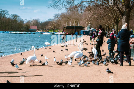 Londres, Royaume-Uni - 21 mars 2018 : cygnes curieux d'essayer de voler de la nourriture à partir d'une femme sur la rive du lac de Hyde Park. Banque D'Images