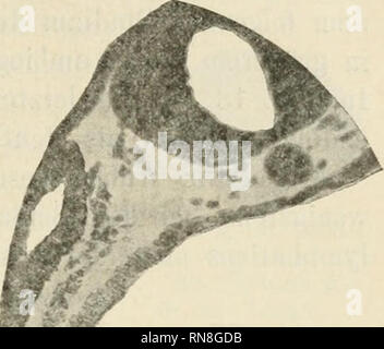 . Anatomischer Anzeiger. L'anatomie, l'Anatomie Comparée ;, comparatif. Fig. 15. Fig. 16.. Veuillez noter que ces images sont extraites de la page numérisée des images qui peuvent avoir été retouchées numériquement pour plus de lisibilité - coloration et l'aspect de ces illustrations ne peut pas parfaitement ressembler à l'œuvre originale.. Anatomische Gesellschaft. Jena : G. Fischer Banque D'Images