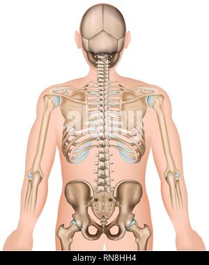 Les os de la hanche et dos côtes médicale 3d vector illustration Illustration de Vecteur