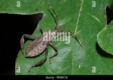 Leaf-footed Bug, Acanthocephala sp., nymphe Banque D'Images