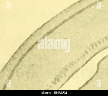 . Anatomischer Anzeiger. L'anatomie, l'Anatomie Comparée ;, comparatif. Ventralster Zerstörung 270 Pièces détachées des LOB. Seitenfasern Oculomotoriuskern opticus zum zum hinteren und Längs- bündel während der Kreuzung constatirt werden (Fig. 12). Aus der lateralen ventraler Lobusrinde geht ein Anteil des Markes.h.gekreuzten tiefen hervor, dessen Fasern auf sich anschließen un 4a), b) aber auf einen lateralen Anteil des tiefen.h.gekreuzten Hinterseitenstrang zum Markes des Rückenmarks bilden (9 mal de- generirt gesehen).. 6&gt ; '^^gM. Veuillez noter que ces images sont extraites de la page numérisée im Banque D'Images