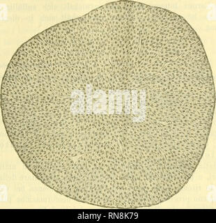 . Anatomischer Anzeiger. L'anatomie, l'Anatomie Comparée ;, comparatif. 489 Fig. 7.. bilden. Im Centrum des Gebildes findet man une Stelle des ehemaligen Flüssigkeitsergusses einen kleinen, nur gallertigen Bindegewebskern oft minimalen. Wenn eine größere Follikelsprung Blutung haus stattgefunden hat, pour Erguß erleidet der gleichen die Veränderungen, wie jeder patho- logischer Weise erfolgte im tierischen Körper. Der Blutfarbstoff krystallisirt ausgelaugt und wird oft als dans Hämatoidin Epithelzellen oder zwischen den wieder aus. Der Rest des Gerinnsels schließHch organizirt wird und bildet gleichfa Banque D'Images