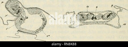 . Anatomischer Anzeiger. L'anatomie, l'Anatomie Comparée ;, comparatif. Fig. 7. Fig. 8.. Fig. 4. Vue dorsale du ganglion et les structures adjacentes dans S. cordiformis, sous forme de chaîne. 30 (Diam.) cj entonnoir cilié ; e œil ; ganglion gg ; n les nerfs reliant les excroissances latérales avec le ganglion nerveux ; n d'excroissance latérale. Fig. 5. La section transversale de l'une des excroissances latérales de le ganglion dans S. cordiformis, sous forme de chaîne, montrant l'épaississement irrégulier des parois cellulaires. 340 (Diam.) Fig. 6. Section sagittale de portions de la dorsale ganglion et oeil de S. pinnata, sous forme de chaîne ; montrant, je Banque D'Images