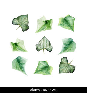 Un ensemble d'illustrations à l'aquarelle peinte à la main de feuilles de lierre sur blanc Banque D'Images