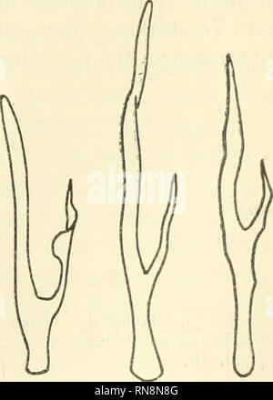 . Anatomischer Anzeiger. L'anatomie, l'Anatomie Comparée ;, comparatif. 489 Aufsatz dans Ann. et Mag, de Nat. Hist, 1900. Sie sind zu Johann von dem bescliriebenen neuerdings bei Spinax typus. Bei Isistius hat sie 1840 G. Bennett leuchten sehen ; ebenso dürften sie wohl bei Euprotomicrus functioniren. Dagegen es scheint mir nach ihrer rudimentären und geringen Structur Zahl der Gattung Laemargus la question est, ob sie hier leuchten oder nicht. Es lassen sich da ver- schiedene 131 denken, einmal : die von Leuchtorgane functioniren- alésage L. alis selbst im erwachsenen Zustande, aber pour schwa Banque D'Images