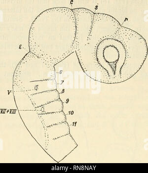 . Anatomischer Anzeiger. L'anatomie, l'Anatomie Comparée ;, comparatif. 366. vif +y/ii- Fig. 19.. Veuillez noter que ces images sont extraites de la page numérisée des images qui peuvent avoir été retouchées numériquement pour plus de lisibilité - coloration et l'aspect de ces illustrations ne peut pas parfaitement ressembler à l'œuvre originale.. Anatomische Gesellschaft. Jena : G. Fischer Banque D'Images