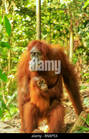 Orang-outan de Sumatra femelle avec un bébé debout sur le terrain, parc national de Gunung Leuser, Sumatra, Indonésie. Est endémique à l'orang-outan de Sumatra le no Banque D'Images