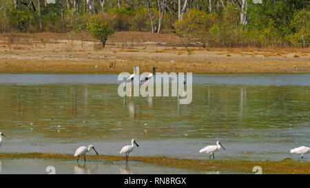 Plan large de la variété d'espèces sauvages, comme le kangourou, la spatule blanche et black necked stork à bird billabong à Mary River national park près de Kakadu Banque D'Images