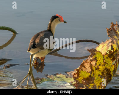 Un gros plan d'un peigne-crested jacana à Corroboree Billabong Banque D'Images