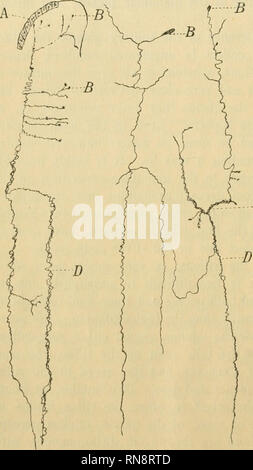 . Anatomischer Anzeiger. L'anatomie, l'Anatomie Comparée ;, comparatif. 18 aspect curieux, mais dans un très grand nombre d'sectioDS J'ai jamais trouvé la descril épaississements ganglionnaire)é par S. Ramon y Cajal dans le réseau de la villosité cobaye, ray résultats étant en étroite conformité avec ceux obtenus par Dkasch. Les ramifications divisionnaire passer vers le haut et vers l'extérieur dans toutes les directions, tourner autour de l'autre, sous-diviser en filaments de la plus grande ténuité, envelopper les vaisseaux sanguins et lacteals dans leurs mailles, et forme à chaque passage de l'un des plus complexes et une villosité de- licate networ Banque D'Images