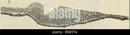 . Anatomischer Anzeiger. L'anatomie, l'Anatomie Comparée ;, comparatif. 59- oder als fach Parablast Akroblastbildung rückzuführen beschriebenen Vorgänge zu-. Es ist hier der jüngste Teil der Keimscheibe, welcher sich allmählich in zwei deutlich trennbare Schichten differenziert, wie dies in den frühesten Stadien der Mitte der dans Keimscheibe stattfand. Wie in diesem zweiblätterigen vollführt sich die stade la gastrulation, wird von den beigegebenen Abbildungen illustriert. Fig. 1-6, 7 Längsschnitte sind mediane - 10 Querschnitte wickelungsstadien durch verschiedene Ent-, alle bei derselben (78-mali Banque D'Images