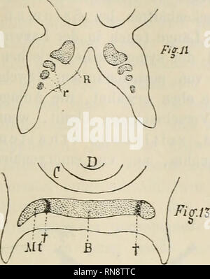 . Anatomischer Anzeiger. L'anatomie, l'Anatomie Comparée ;, comparatif. 19- Fio.n. Veuillez noter que ces images sont extraites de la page numérisée des images qui peuvent avoir été retouchées numériquement pour plus de lisibilité - coloration et l'aspect de ces illustrations ne peut pas parfaitement ressembler à l'œuvre originale.. Anatomische Gesellschaft. Jena : G. Fischer Banque D'Images