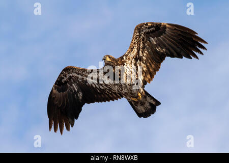 Pygargue à tête blanche (Haliaeetus leucocephalus) jeunes volant dans le ciel bleu, Iowa, États-Unis. Banque D'Images