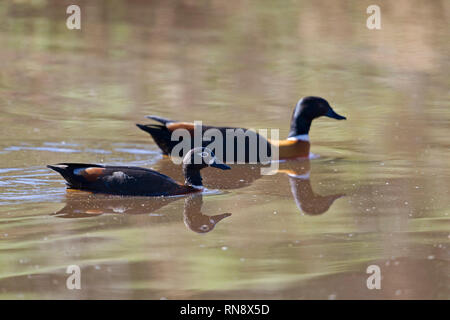 La australien femelle mâle avec tadornoides derrière flottant sur l'eau avon valley australie occidentale australie Banque D'Images