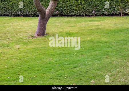 Jardin pelouse vert foncé, paisible jardin propre avec une pelouse fraîchement tondue Banque D'Images