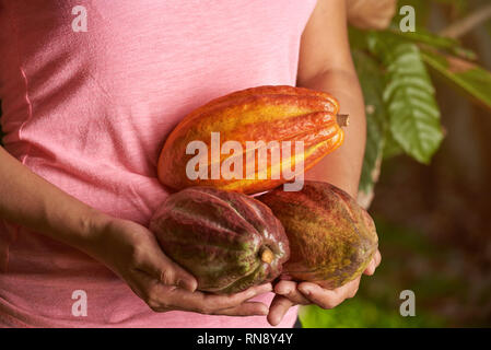 Groupe d'effectuer les gousses de cacao coloré. Thème de la récolte au chocolat Banque D'Images