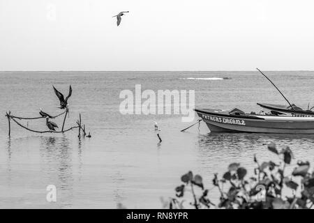 Les oiseaux et les bateaux de pêche par la mer Banque D'Images